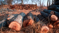 Evropljani masovno kupuju drva za grejanje: Cena peleta udvostručena, stručnjaci upozoravaju na ekološke posledice