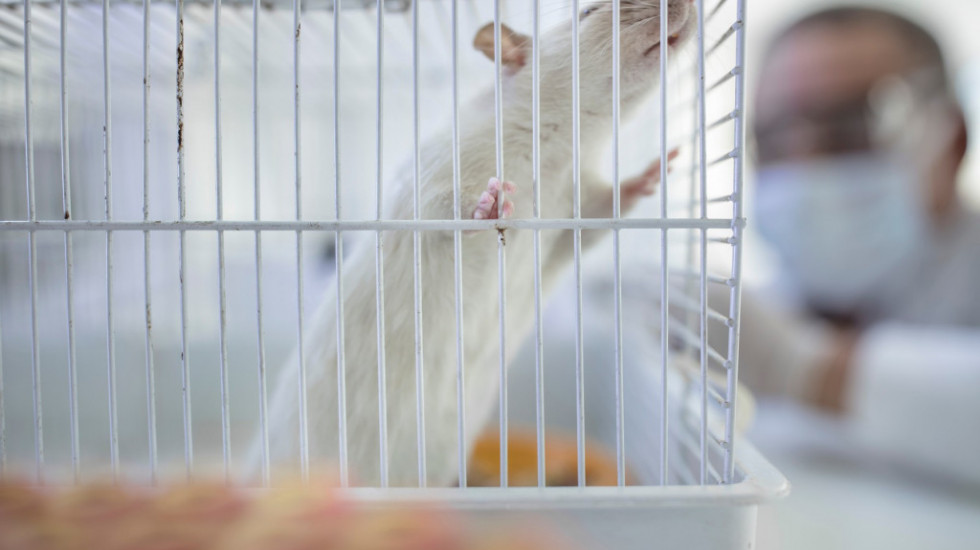 Novi način proučavanja autizma i šizofrenije, naučnici uzgajaju ljudski "mini mozak" kod beba pacova