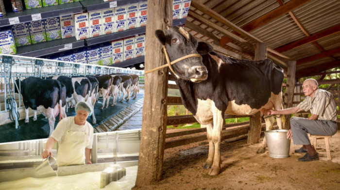Problemi sa otkupom mleka: Mali proizvođači primorani da se okrenu prodaji na ulici i društvenim mrežama