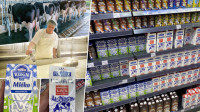 Mlekari ubiraju veći "kajmak" od pavlake i jogurta: Ima li nade da se domaće mleko ipak vrati na rafove