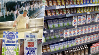 Mlekari ubiraju veći "kajmak" od pavlake i jogurta: Ima li nade da se domaće mleko ipak vrati na rafove