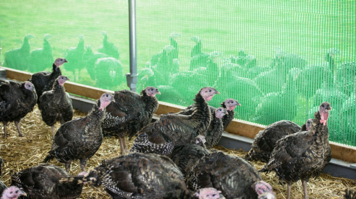 Opasan soj ptičijeg gripa ponovo otkriven u Holandiji - uništeno 44.000 ćurki