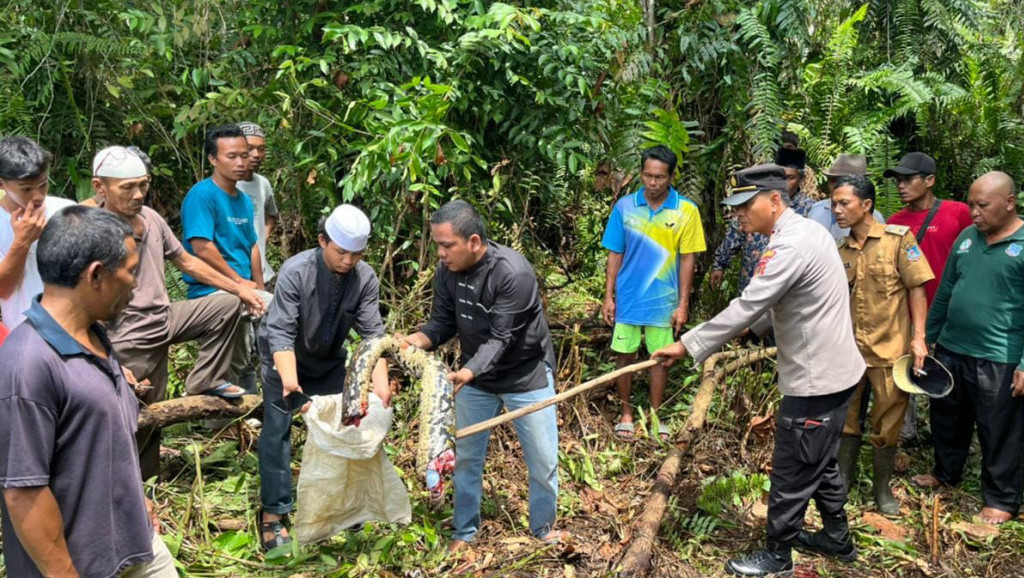 U Indoneziji piton usmrtio ženu i celu je progutao