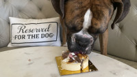 Rezervisano za pse: Tatar biftek, mimoza, desert i organizovanje rođendana u restoranu za ljubimce u San Francisku