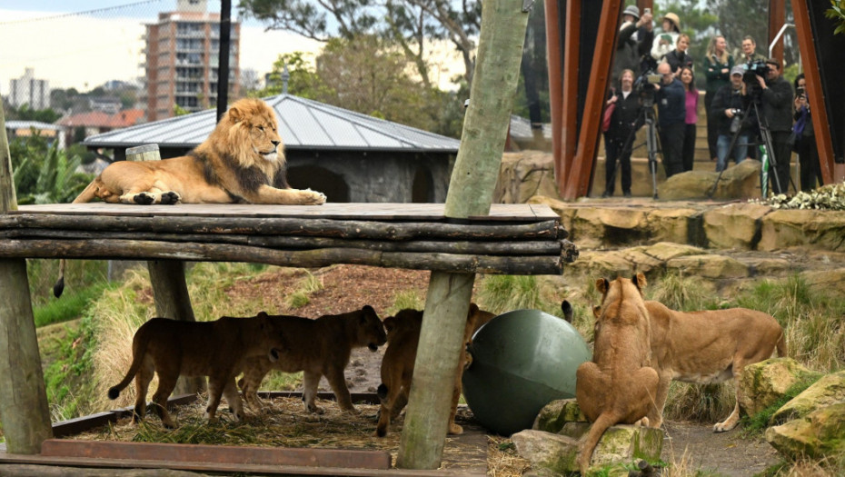 Kad "Rika i hrkanje" pođu naopako: Pet lavova izašlo iz ograđenog prostora u zoo vrtu u Sidneju