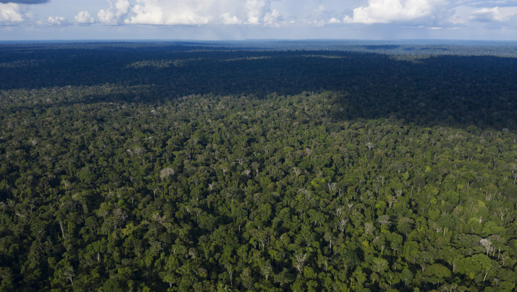 Reanimacija "pluća"planete: Brazil pokreće projekat od 204 miliona dolara za obnovu amazonske šume