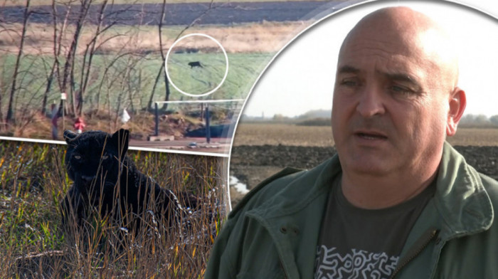 "Znam šta sam video, znam da je velika mačketina": Poljoprivrednik iz Apatina tvrdi da je video crnog pantera na njivi