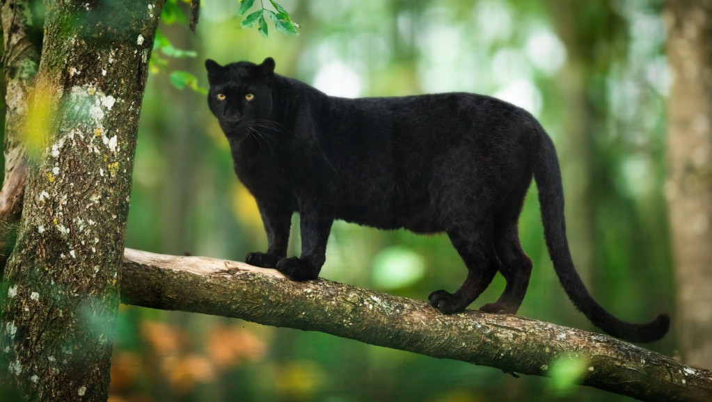 Misterija crnog pantera u okolini Apatina: Jedni se plaše, a drugi zbijaju šale dok traje potraga za velikom mačkom