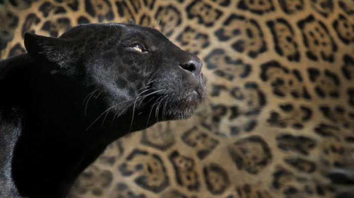 Od Apatina do Vakande: Deset zanimljivih činjenica o crnom panteru