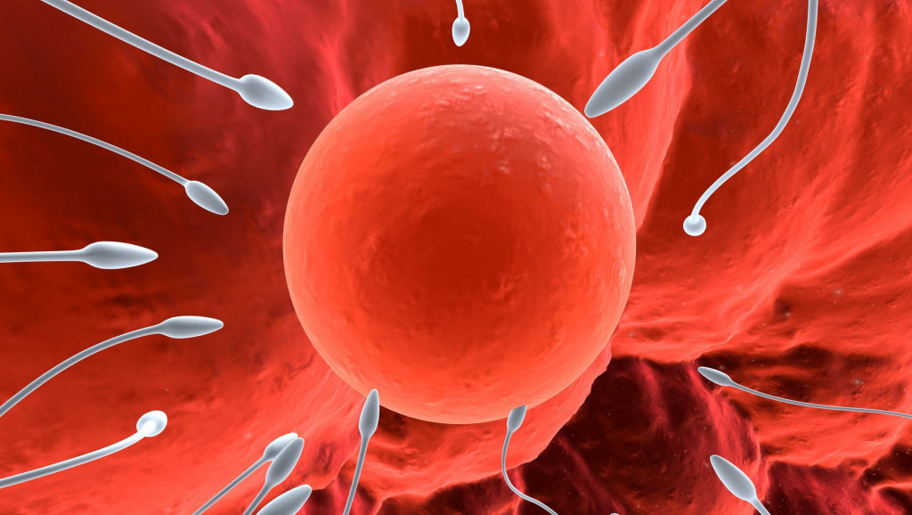 Broj spermatozoida kod muškaraca u celom svetu sve je manji: Da li je budućnost čovečanstva ugrožena