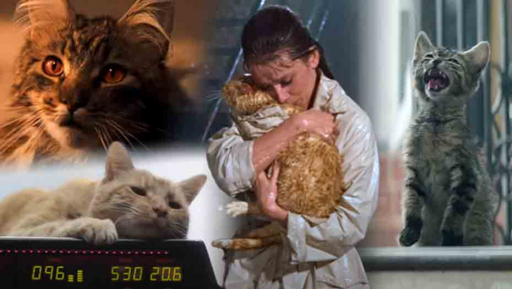 Najšarmantnije filmske zvezde: Šest mačaka koje su ušle u istoriju filma