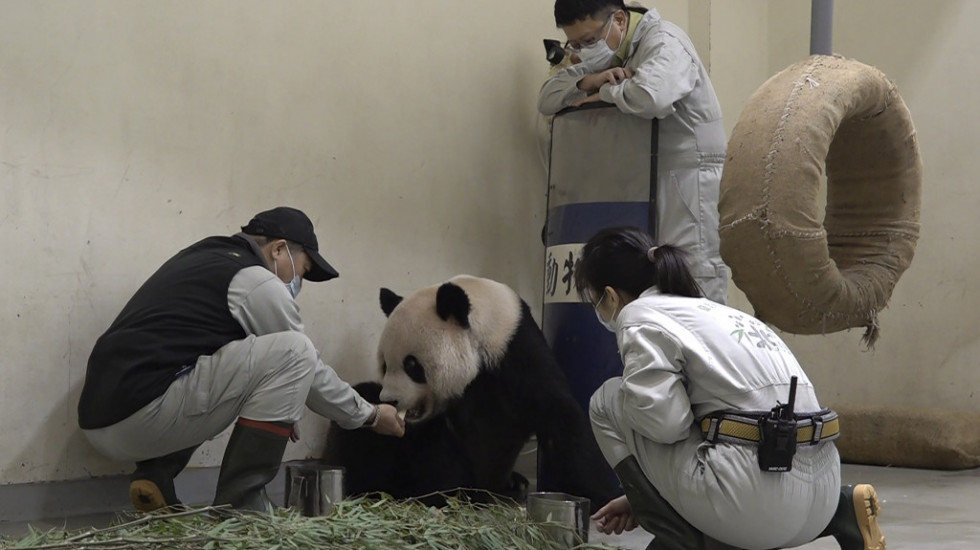 Uginula džinovska panda u zoo vrtu u Tajpeju - na Tajvan stigla pre 14 godina kao poklon od Kine