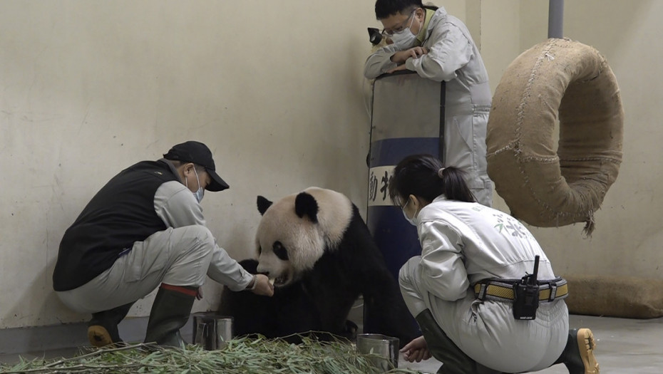 Uginula džinovska panda u zoo vrtu u Tajpeju - na Tajvan stigla pre 14 godina kao poklon od Kine