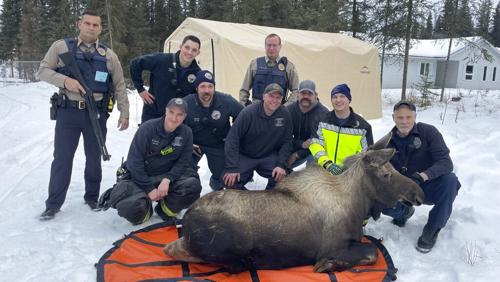 Kako iz podruma izvaditi losa od 225 kilograma? Znaju vatrogasci na Aljasci