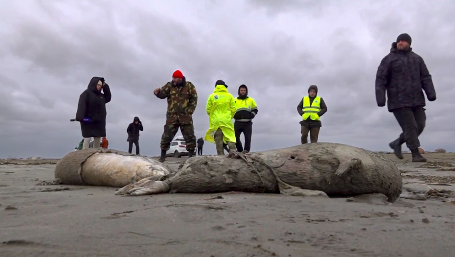 Na obali Kaspijskog mora pronađeno 1.700 uginulih foka