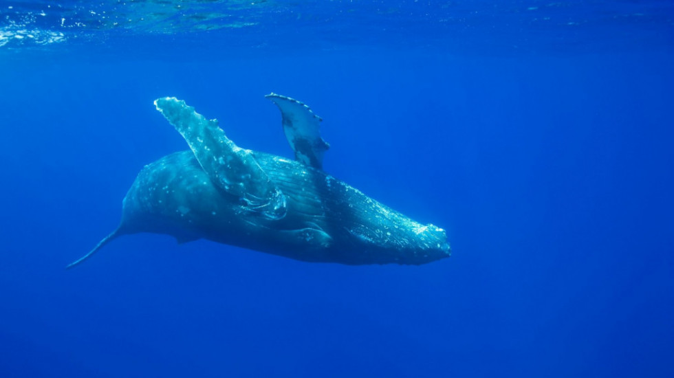 "To je potpuno neverovatno": Ženka grbavog kita slomljene kičme preplivala Pacifik