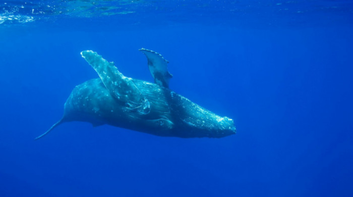 "To je potpuno neverovatno": Ženka grbavog kita slomljene kičme preplivala Pacifik