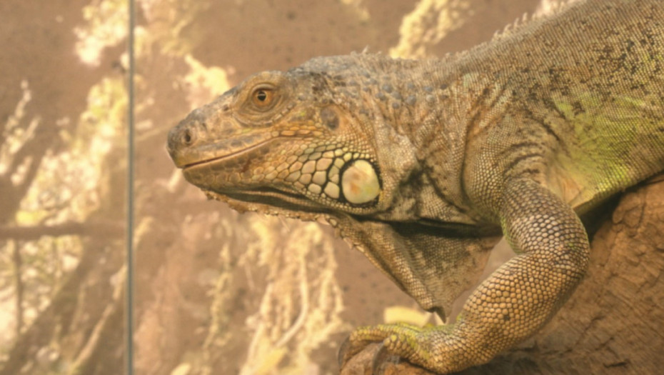 Španija spasila stotine egzotičnih životinja iz nelegalnog azila