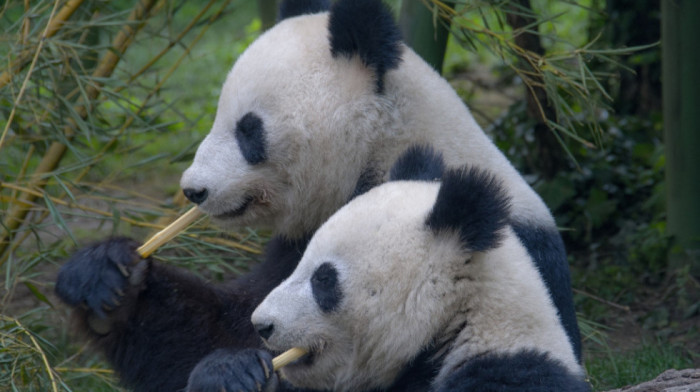 Američki zoološki vrt posle 20 godina vraća Kini dve džinovske pande Le Le i Ja Ja