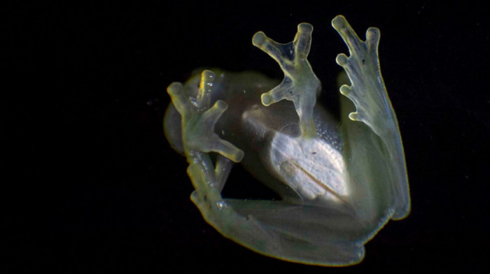 Otkrića naučnika u Njujorku o staklenim žabama: "Supermoć" koja može da pomogne da se bolje razume zgrušavanje krvi