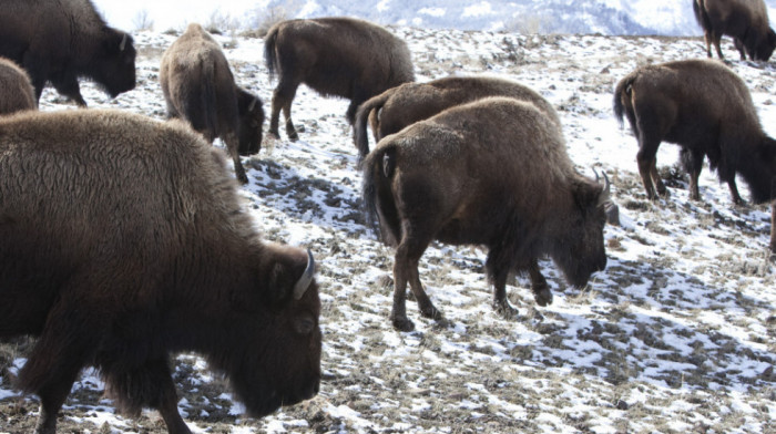 Kod Nacionalnog parka Jelouston nastradalo 13 bizona zbog saobraćajke