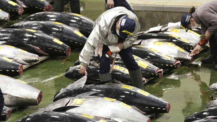 Tuna na aukciji u Tokiju dostigla cenu od 273.000 dolara, ali ta svota nije ni blizu rekordne plaćene za ovu ribu