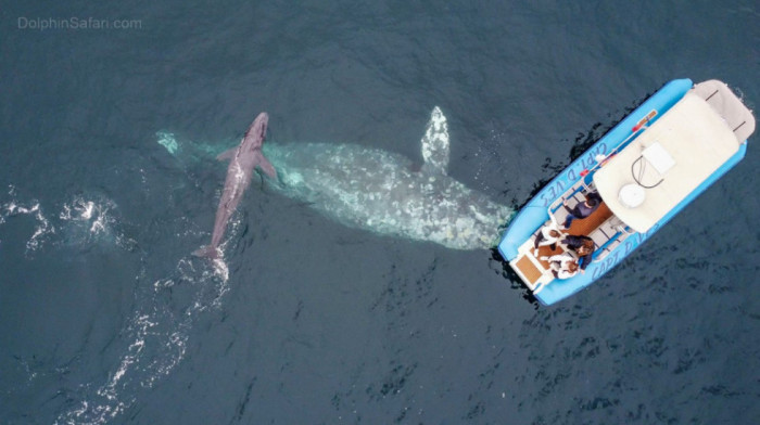 Turisti u Kaliforniji prisustvovali jedinstvenom prizoru - rađanju sivog kita