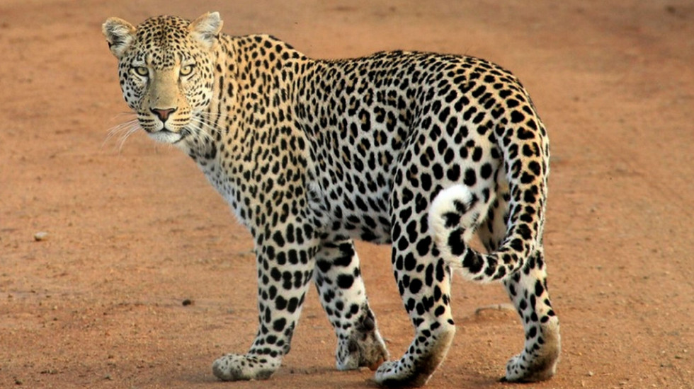 Pronađen leopard koji je pobegao u Zoo vrtu u Dalasu