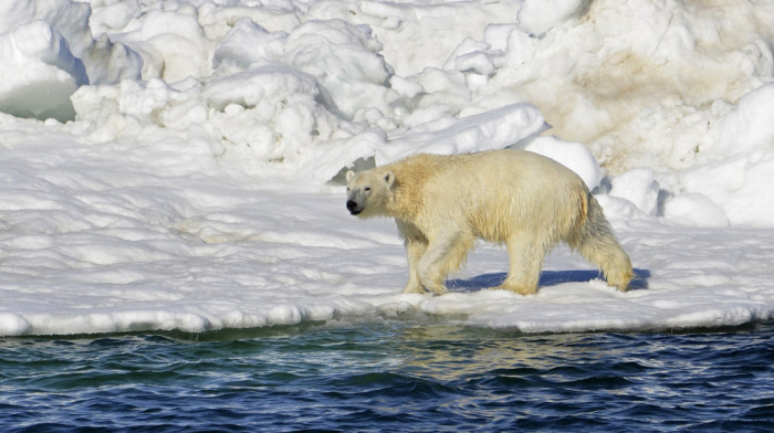 Polarni medvedi u opasnosti zbog topljenja leda na Arktiku