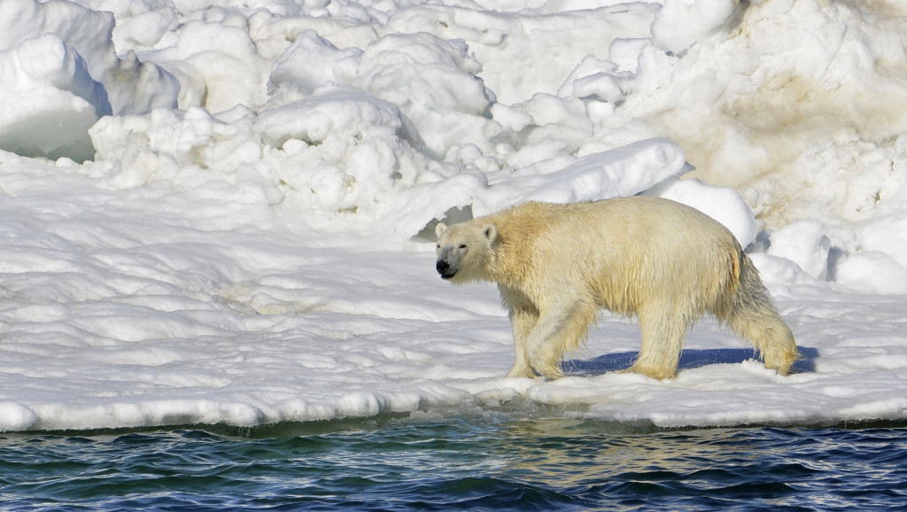 Polarnim medvedima preti glad: Zbog klimatskih promena sve više jedu ptičija jaja, bobice i travu