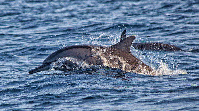 Nisu sasvim bezazleni: Delfini napali i povredili četvoro plivača u Japanu