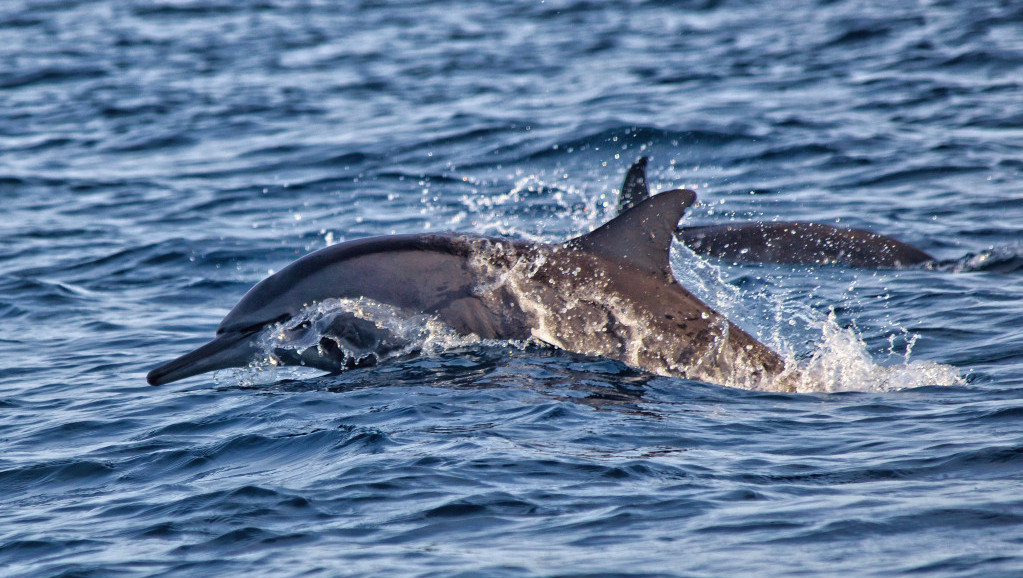 Nisu sasvim bezazleni: Delfini napali i povredili četvoro plivača u Japanu