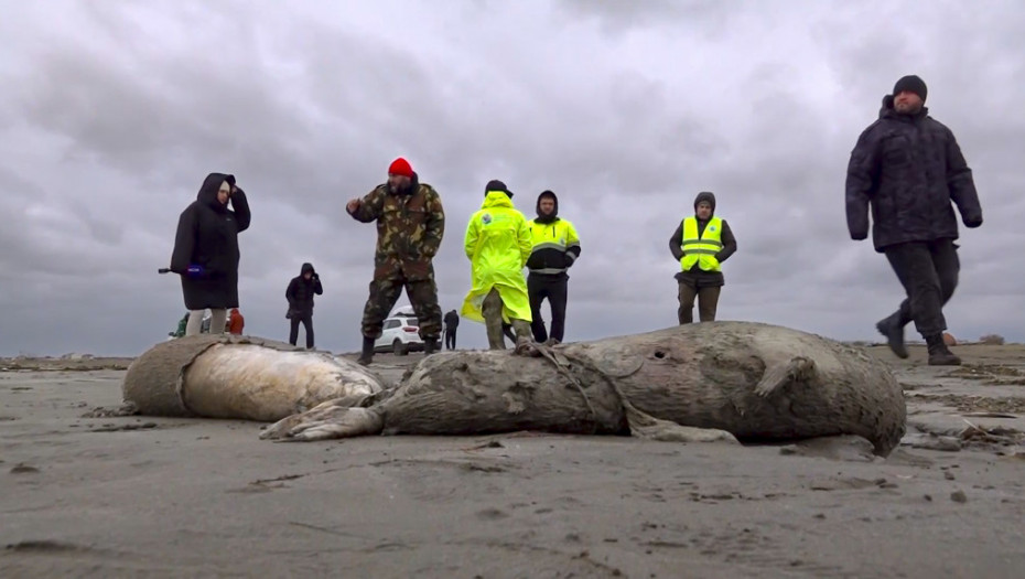700 mrtvih foki na obali Kaspijskog mora - naučnici i dalje ne mogu da pronađu uzrok smrti