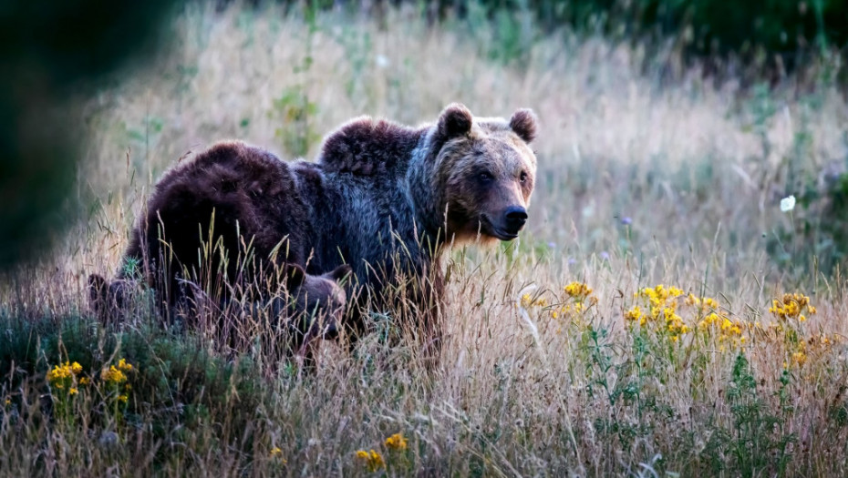 Italija žali smrt mrkog medveda, ljubitelja slatkiša, koga je udario auto