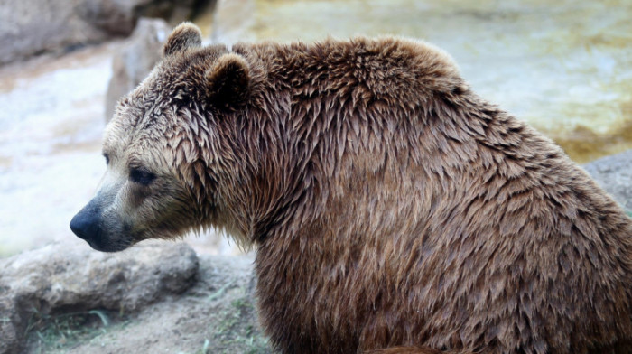 Usled klimatskih promena i blagih zima, neki medvedi u Srbiji preskaču "zimski san"