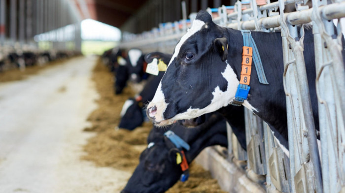 Broj goveda u EU opada petu godinu zaredom, koji su glavni razlozi?