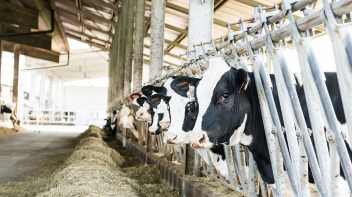 Nagomilani problemi proizvođača mleka u Srbiji, analitičari upozoravaju: "Gašenje farmi nije pretnja, već realnost"
