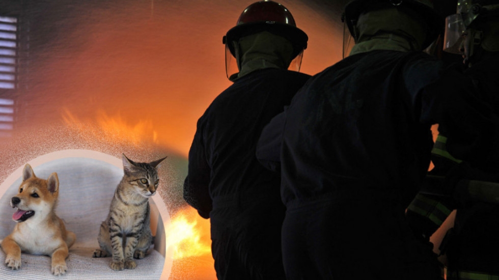 Sumnja se da su pas i mačka izazvali dva požara u Japanu prošle godine
