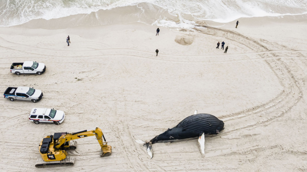 Još jedan kit se misteriozno nasukao na istočne obale SAD