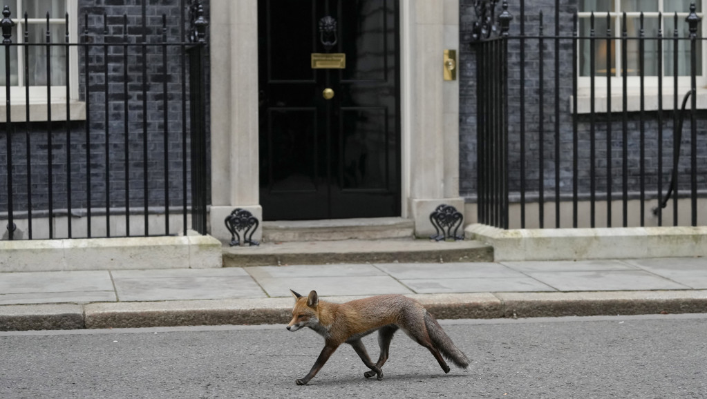 Neobičan posetilac u Dauning stritu: Pretendent na mesto "prve lisice" Velike Britanije ispred rezidencije premijera