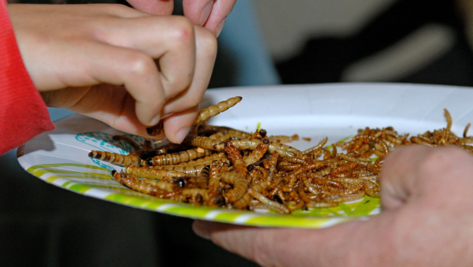 Brisel odobrio još dva insekta za ishranu ljudi: Da li će se zaista naći na meniju Evropljana