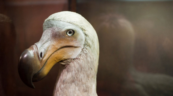 Svet je blizu oživljavanja davno izumrle ptice dodo