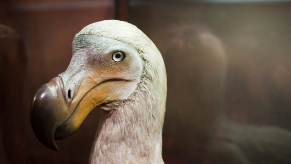 Svet je blizu oživljavanja davno izumrle ptice dodo