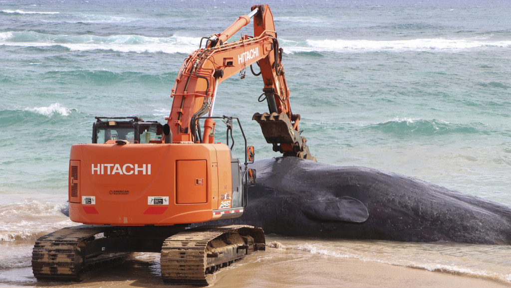 U stomaku uginulog kita nađena kompletna ribarska oprema i plastične kese