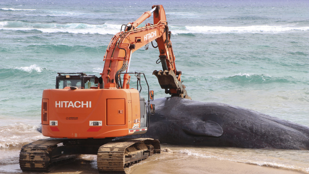 U stomaku uginulog kita nađena kompletna ribarska oprema i plastične kese