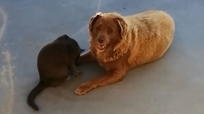 Bobi je oborio Ginisov rekord: On je najstariji pas na svetu ikada