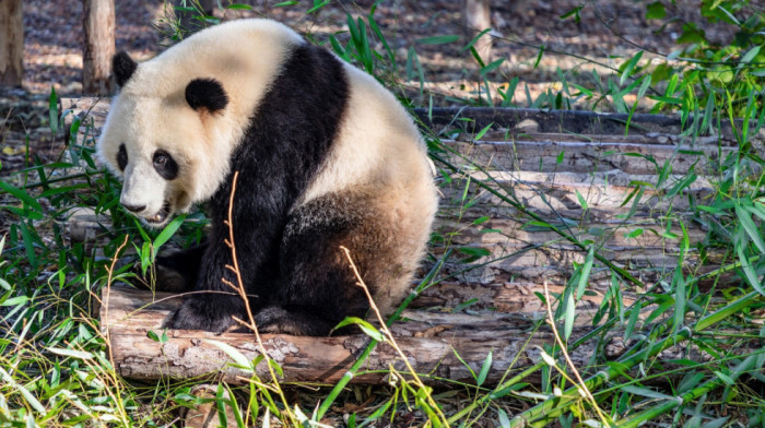 Istorija i izazovi panda-diplomatije: Zašto Kina oduzima ove medvede zoo vrtovima u Americi