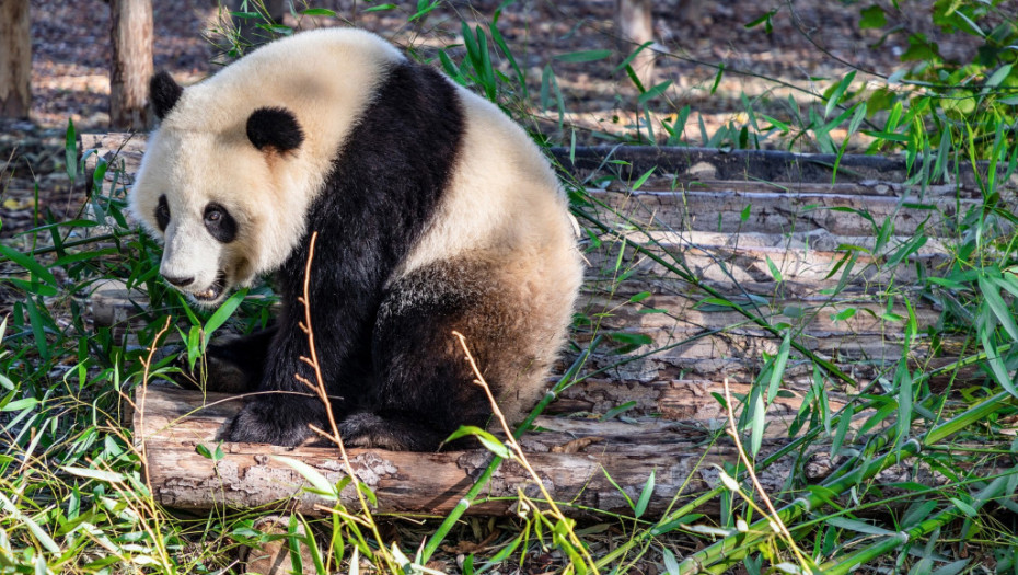 Istorija i izazovi panda-diplomatije: Zašto Kina oduzima ove medvede zoo vrtovima u Americi
