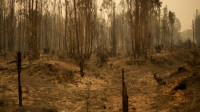Preko 200 požara u centralnom delu Čilea zahvatilo 40.000 hektara, najmanje 13 žrtava