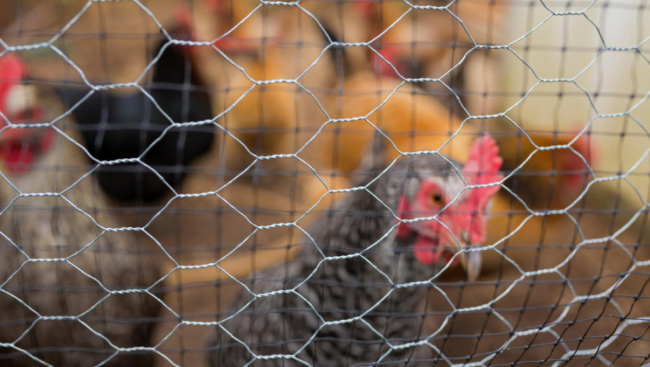 U Holandiji će biti uništeno oko 65.000 pilića zbog pojave ptičjeg gripa